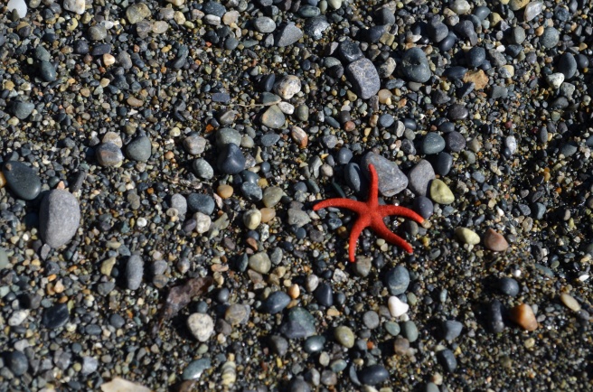 red starfish on a pebble beach