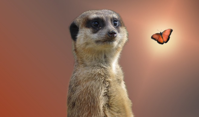 meerkat and butterfly