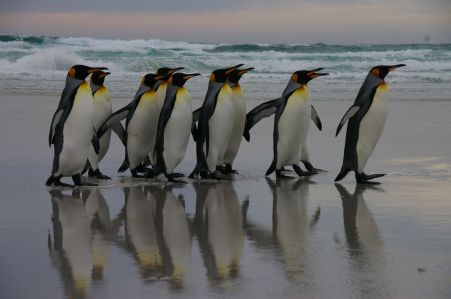 falkland_islands_penguins_02