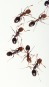 fire-ants-1790262_960_720